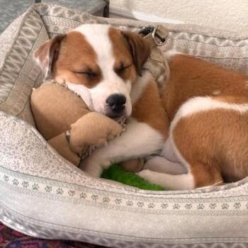 Pax -  Mixed Breed Dog for Adoption in Prescott, Arizona - Pax | PetCurious
