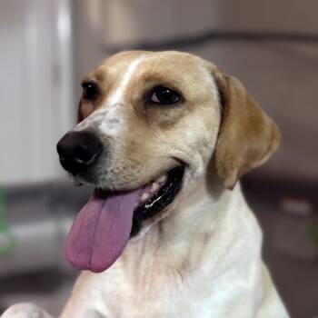 Rescue Yellow Labrador Retriever Dogs for Adoption in Savannah, Georgia - Pearl | PetCurious