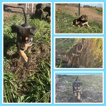 Rescue Labrador Retriever Dogs for Adoption in Mauston, Wisconsin - Rainbow Dash | PetCurious