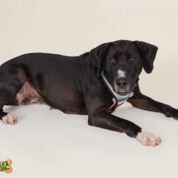 Labrador Retriever and Mixed Breed Dogs Available for Adoption in Frankfort, Kentucky - Maggie 5650 D | PetCurious