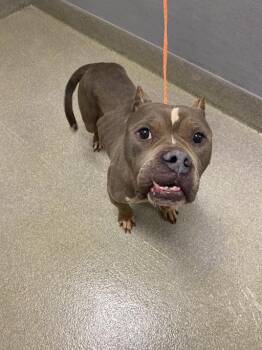 Staffordshire Bull Terrier Dogs Available for Adoption in Las Vegas, Nevada - HARLEY | PetCurious
