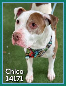 Rescue American Bulldog and Pit Bull Terrier Dogs for Adoption in Marietta, Georgia - CHICO | PetCurious