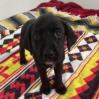 Poodle and Golden Retriever Dogs Available for Adoption in Loxahatchee Groves, Florida - Kai 0134 | PetCurious