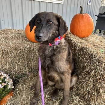 Rescue Mixed Breed Dogs for Adoption in Howes Cave, New York - Kasper | PetCurious