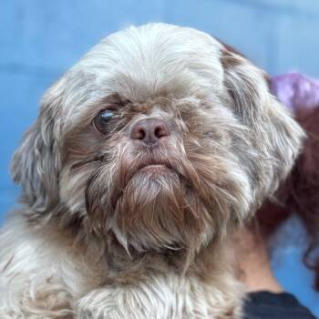 Rescue Shih Tzu Dogs for Adoption in Decatur, Georgia - Buck | PetCurious
