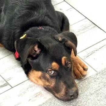 Zeke -  Rottweiler Dog for Adoption in Oakland, California - Zeke | PetCurious