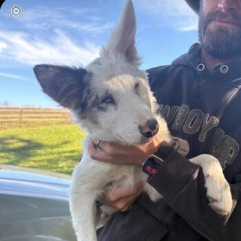 Ghost -  Border Collie and Australian Cattle Dog Blue Heeler Dog for Adoption in Normal, Illinois - Ghost | PetCurious