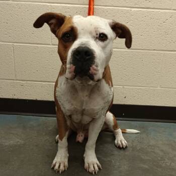 Rescue Mixed Breed Dogs for Adoption in Memphis, Tennessee - Cody | PetCurious