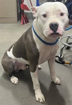 Pit Bull Terrier Dogs Available for Adoption - POLO | PetCurious