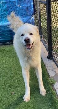 Mixed Breed Dogs Available for Adoption - BRUCE | PetCurious