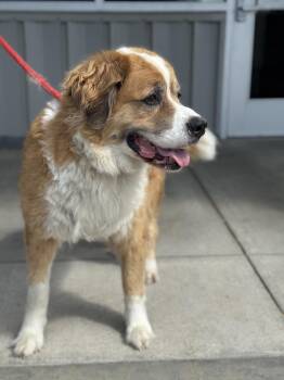 Rainey -  Saint Bernard and Mixed Breed Dog for Adoption in Benton Harbor, Michigan - Rainey | PetCurious