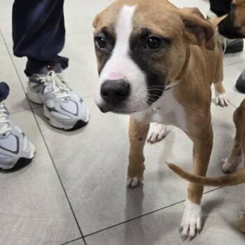 Pit Bull Terrier Dogs Available for Adoption in Newark, New Jersey - Ruby | PetCurious