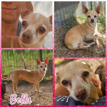 Chihuahua Dogs Available for Adoption in Blacksburg, South Carolina - Bella | PetCurious
