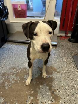 Rescue Pit Bull Terrier Dogs for Adoption in Mobile, Alabama - Sterling | PetCurious