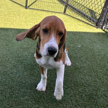 ATH6 8712 aka Quentin -  Beagle Dog for Adoption in Loxahatchee Groves, Florida - ATH6 8712 Aka Quentin | PetCurious
