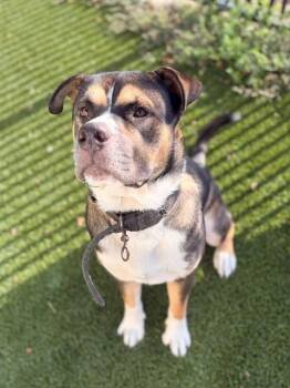 GUINNESS -  Plott Hound and Mixed Breed Dog for Adoption in Baytown, Texas - GUINNESS | PetCurious