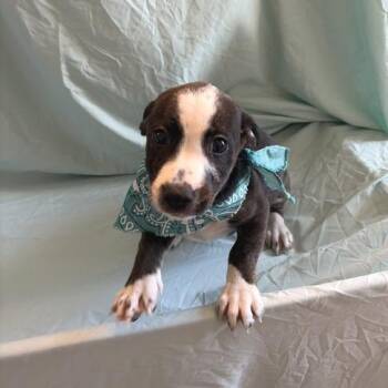 Violet -  Mixed Breed Dog for Adoption in Canal Winchester, Ohio - Violet | PetCurious