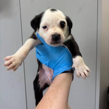 Mixed Breed Dogs Available for Adoption in Columbiana, Alabama - Honey Chicken | PetCurious