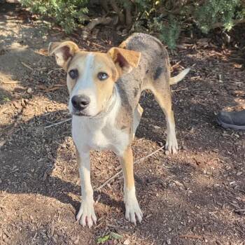 Saka JuM -  Catahoula Leopard Dog and Mixed Breed Dog for Adoption in Austin, Texas - Saka JuM | PetCurious
