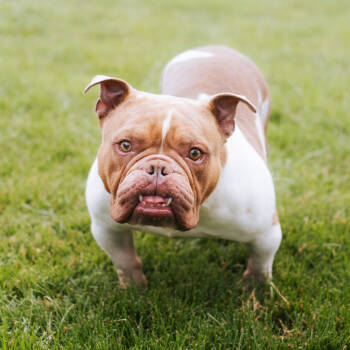 Rescue English Bulldog Dogs for Adoption in Northbrook, Illinois - Lilac | PetCurious