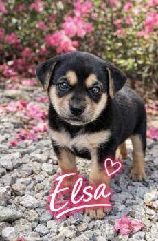 German Shepherd Dog and Labrador Retriever Dogs Available for Adoption - Elza | PetCurious