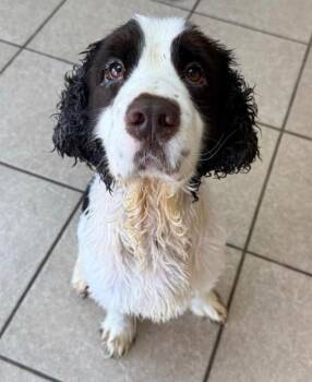Rupert -  English Springer Spaniel Dog Available for Adoption in Midland, Texas - Rupert | PetCurious