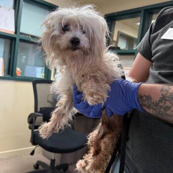 Baxter -  Maltese Dog for Adoption in Pasadena, California - Baxter | PetCurious