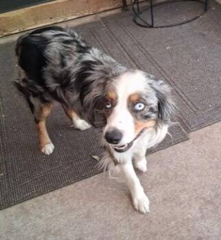 SCOUT -  Australian Shepherd Dog for Adoption in Albuquerque, New Mexico - SCOUT | PetCurious