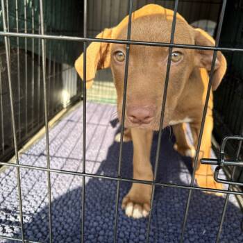 Mixed Breed Dogs Available for Adoption in Milton, Florida - Wallen | PetCurious