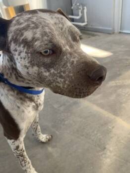 Rescue Terrier and Mixed Breed Dogs for Adoption in Fort Worth, Texas - 59601447 | PetCurious