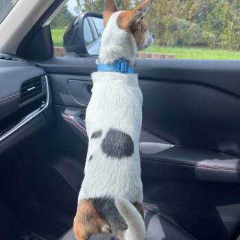 Jack Russell Terrier and Mixed Breed Dogs Available for Adoption in Olathe, Kansas - Pantz | PetCurious