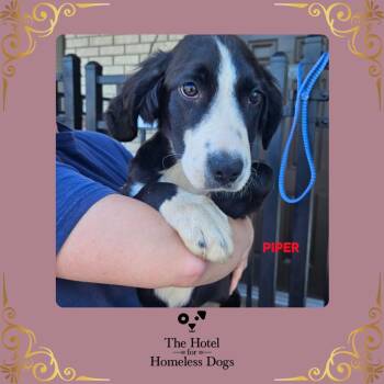 Labrador Retriever and Terrier Dogs Available for Adoption in Cumberland, Rhode Island - Piper | PetCurious