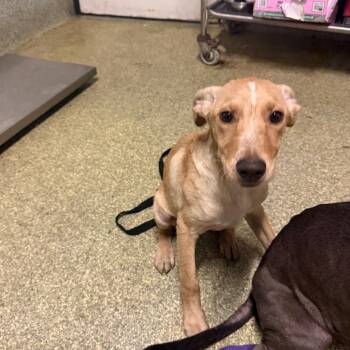 IVHS-Stray-144157 -  Pit Bull Terrier and Yellow Labrador Retriever Dog for Adoption in San Gabriel, California - IVHS-Stray-144157 | PetCurious