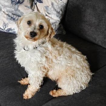 Lily -  Lhasa Apso and Poodle Dog for Adoption in Cincinnati, Ohio - Lily | PetCurious