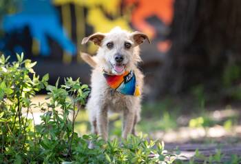 Terrier Dogs Available for Adoption in Santa Rosa, California - Pulguita | PetCurious