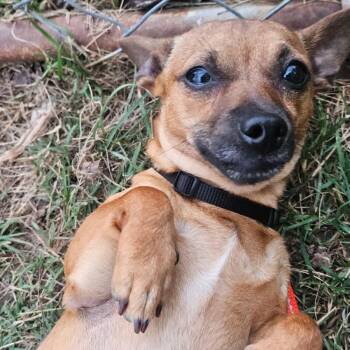 Mixed Breed Dogs Available for Adoption in Fredericksburg, Virginia - Margherita | PetCurious