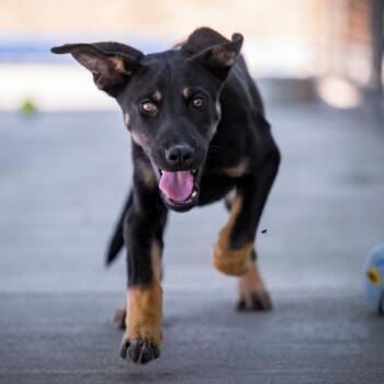 Labrador Retriever and German Shepherd Dog Dogs Available for Adoption - FRANZ FERDINAND | PetCurious