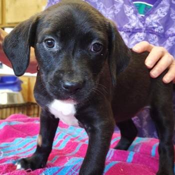 Marge -  Mixed Breed Dog Available for Adoption in Walker, Michigan - Marge | PetCurious