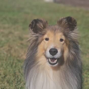 Revel -  Shetland Sheepdog Sheltie Dog for Adoption in Ramsey, Indiana - Revel | PetCurious