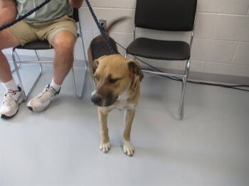 A386060 -  German Shepherd Dog and Mixed Breed Dog for Adoption in Ocala, Florida - A386060 | PetCurious