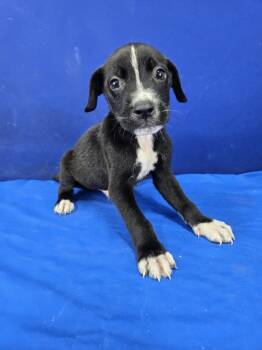 Rescue Mixed Breed Dogs for Adoption in Ruston, Louisiana - Captain | PetCurious