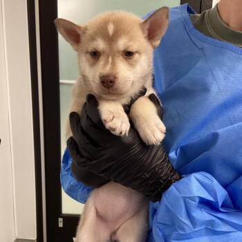 Husky and Pit Bull Terrier Dogs Available for Adoption - Garnet | PetCurious