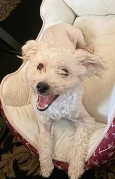 Ray -  Maltese Dog for Adoption in Irwin, Pennsylvania - Ray | PetCurious