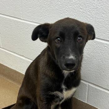 Alex -  Labrador Retriever and Mixed Breed Dog for Adoption in Corpus Christi, Texas - Alex | PetCurious