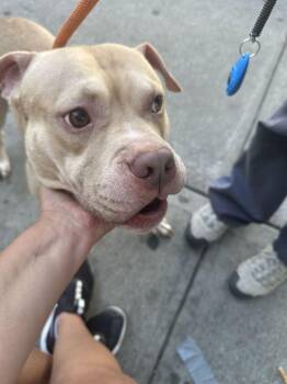 Noble -  Mixed Breed Dog for Adoption in New York, New York - Noble | PetCurious