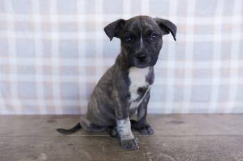 Rescue Catahoula Leopard Dog Dogs for Adoption in San Antonio, Texas - Riley | PetCurious