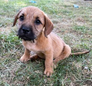 Maple -  American Bully Dog for Adoption in Lisbon, Iowa - Maple | PetCurious