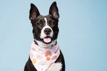 Rescue Cattle Dog and Corgi Dogs for Adoption in Deerfield, Michigan - Cabby | PetCurious