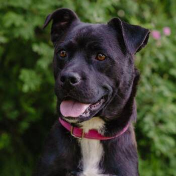 Darla -  Mixed Breed Dog for Adoption in Jackson, Wyoming - Darla | PetCurious