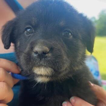 Blake -  Great Pyrenees and German Shepherd Dog Dog for Adoption in Fairfax Station, Virginia - Blake | PetCurious